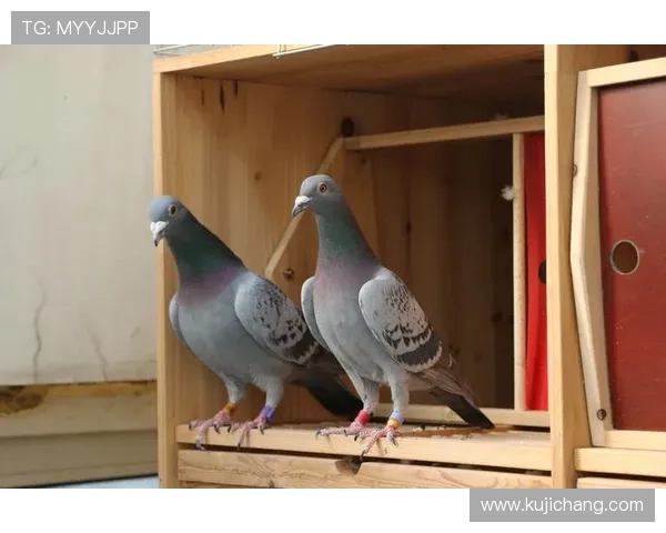 上ag真人必赢方法：结合数据分析优化投注策略实现持续盈利